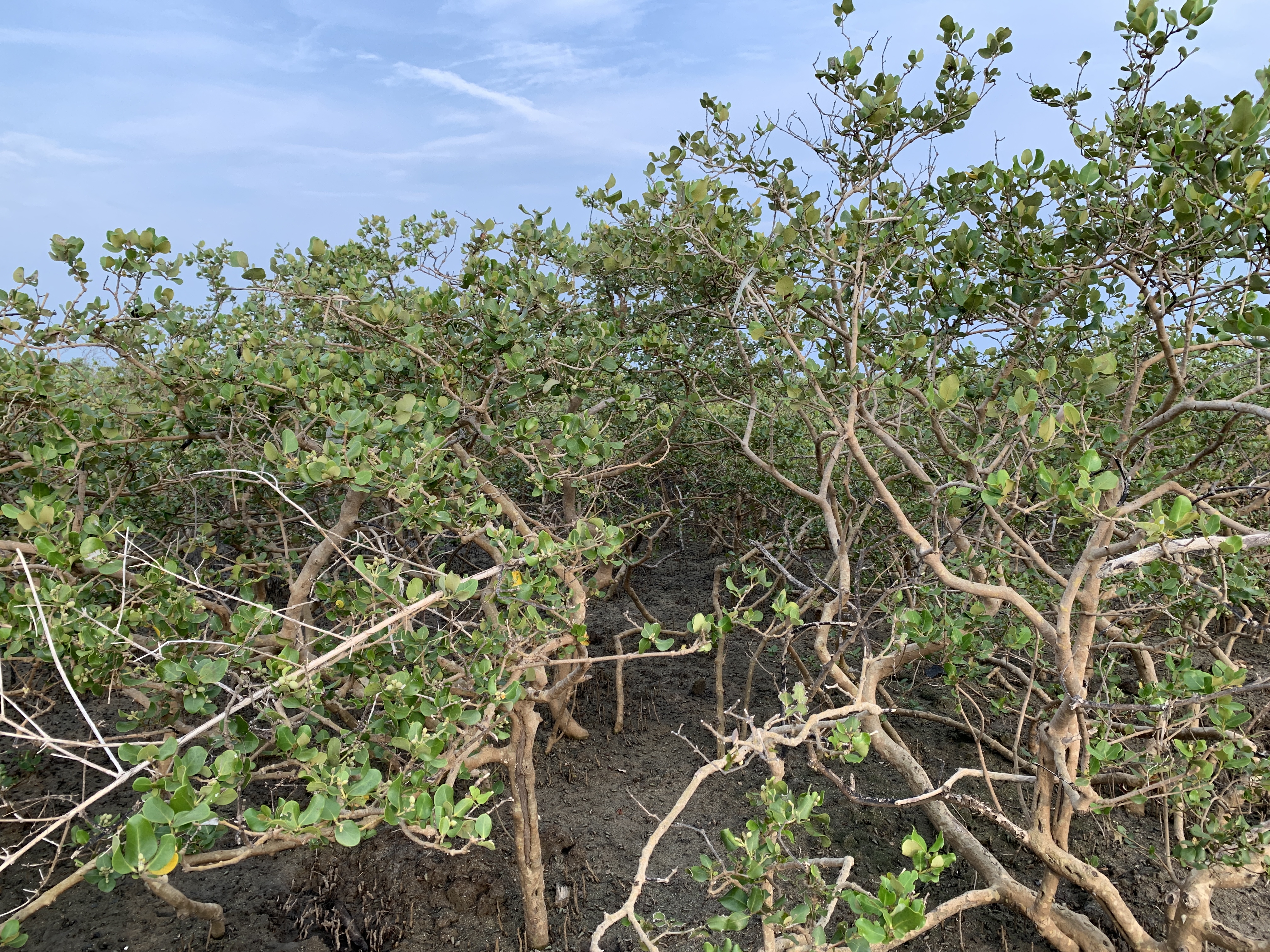 并不高大的红树林